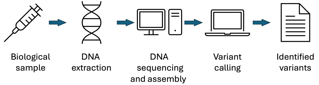 A diagram showing a genome analysis pipeline from biological sample to identified variants