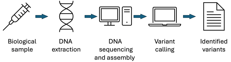 A diagram showing a genome analysis pipeline from biological sample to identified variants
